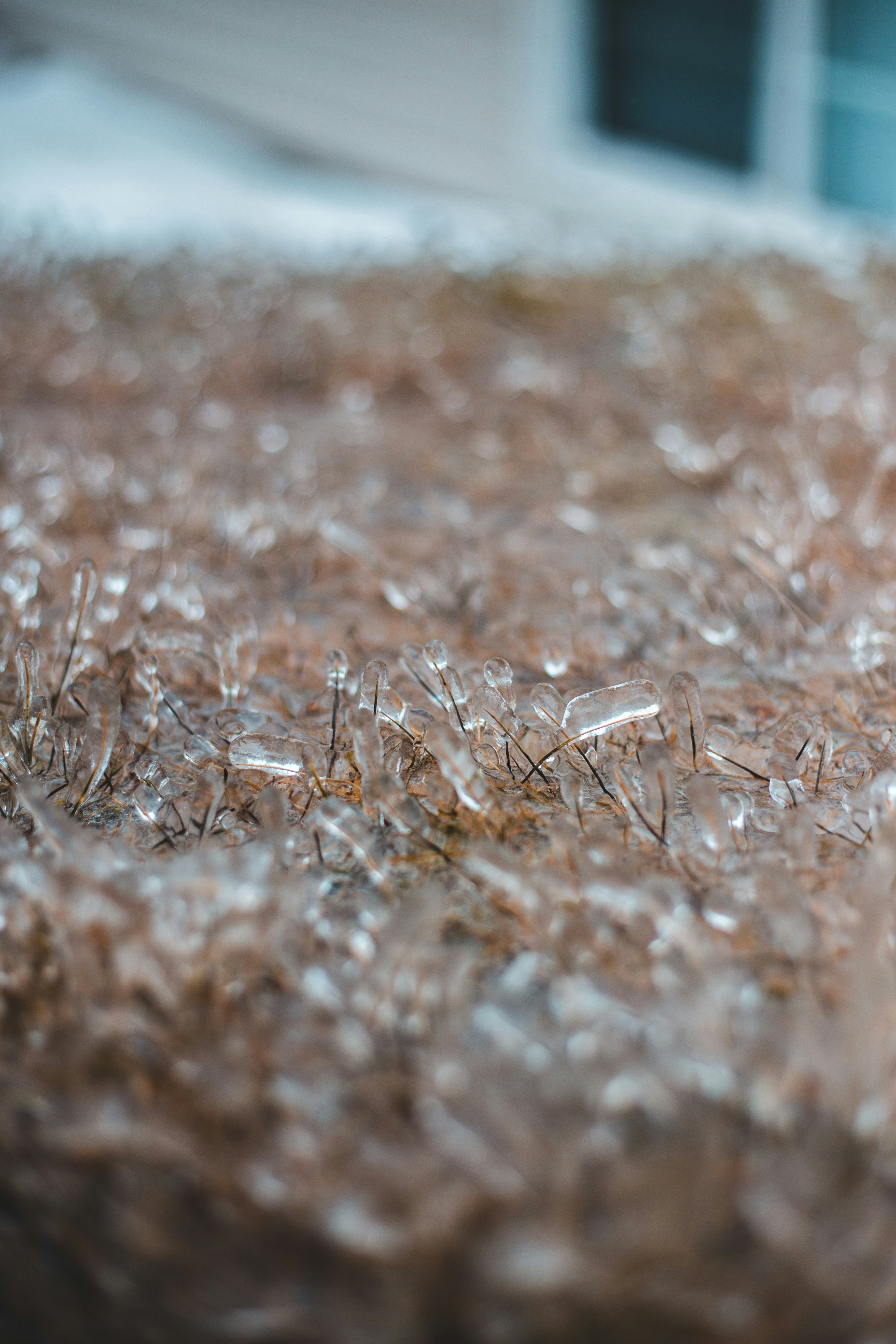 brown grass in close up photography